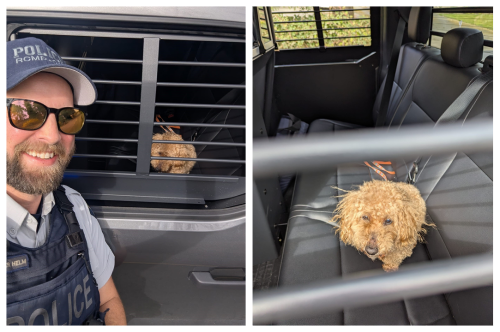 collage d’images d’un agent de la GRC avec un chien dans un véhicule de police identifié en arrière-plan et d’un chien brun assis sur le siège arrière d’un véhicule de police identifié