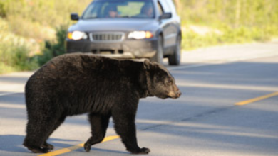 Ours traversant la route devant une voiture