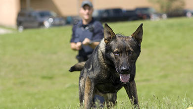 Photo d'un chien policier avec leur conducteur