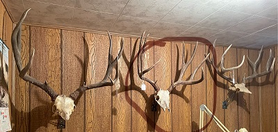  3 racks of mule deer antlers on a wood paneled wall