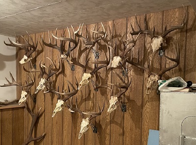12 racks of whitetail deer antlers on a wood paneled wall
