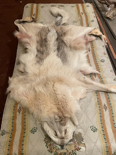 1 grey coloured wolf hide laying on a mattress